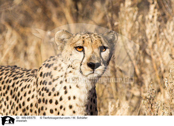 cheetah / WS-05575