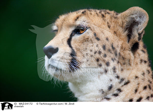 cheetah / MAZ-04172