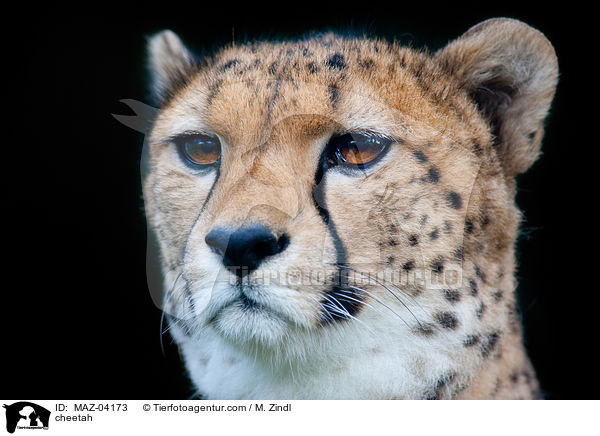 cheetah / MAZ-04173