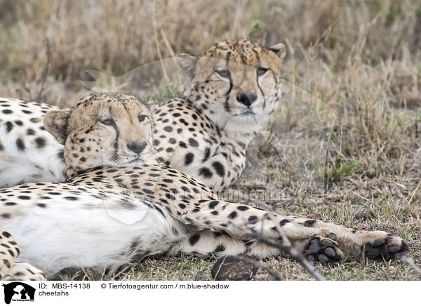 Geparden / cheetahs / MBS-14138