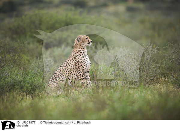 cheetah / JR-03877