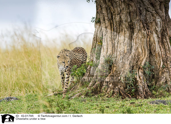 Gepard unter einem Bau / Cheetahs under a tree / IG-01785