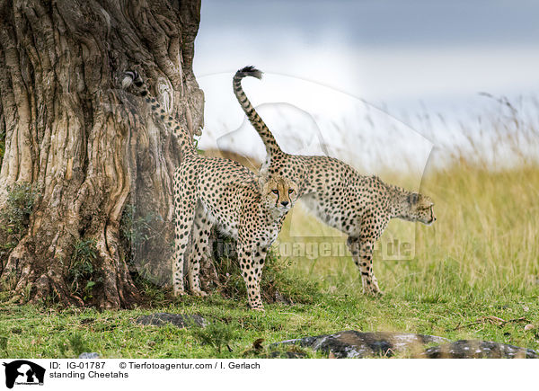 standing Cheetahs / IG-01787