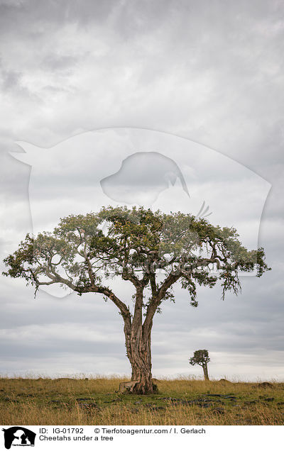 Cheetahs under a tree / IG-01792