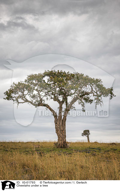Geparden unter einem Baum / Cheetahs under a tree / IG-01793