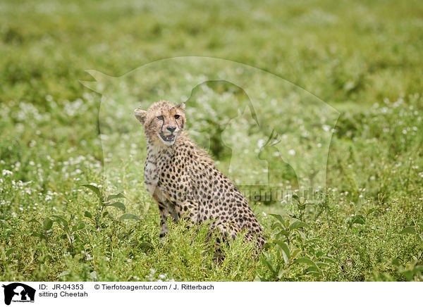 sitting Cheetah / JR-04353