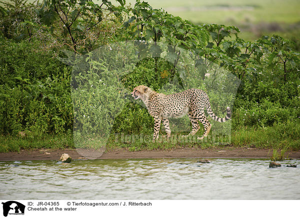 Cheetah at the water / JR-04365