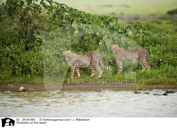 Cheetahs at the water / JR-04366