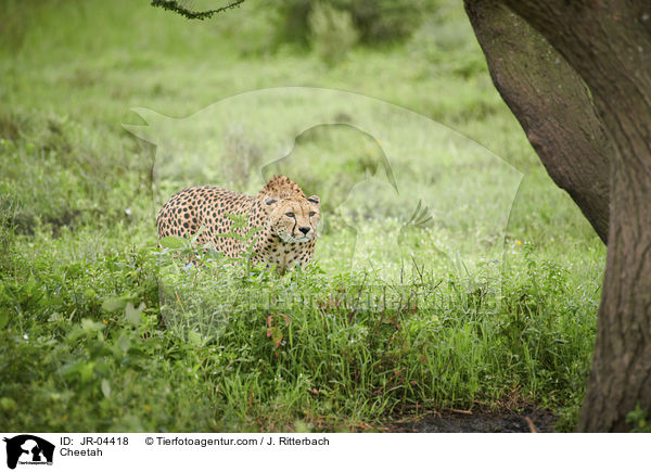 Cheetah / JR-04418