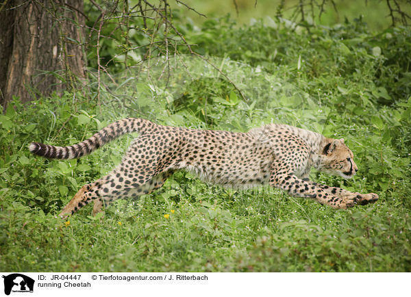 rennender Gepard / running Cheetah / JR-04447