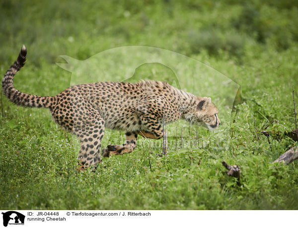 running Cheetah / JR-04448