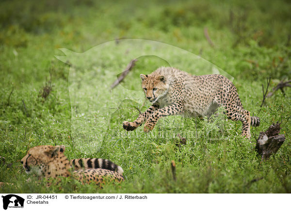 Geparden / Cheetahs / JR-04451