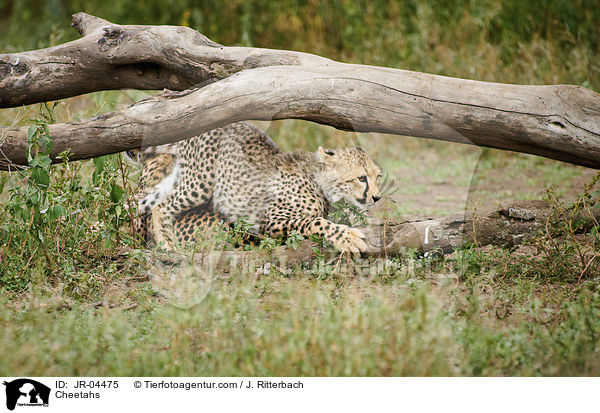 Cheetahs / JR-04475