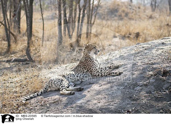 lying Cheetah / MBS-20585