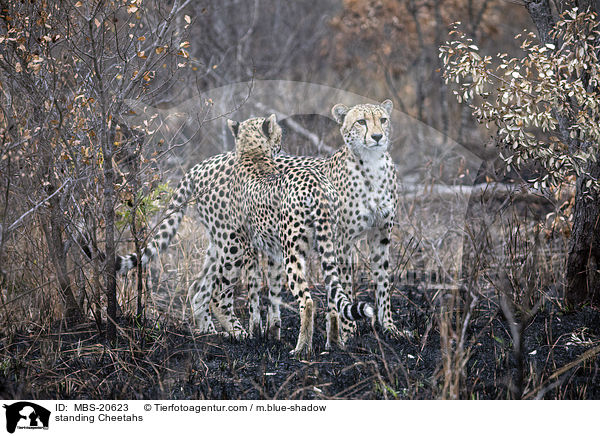 standing Cheetahs / MBS-20623