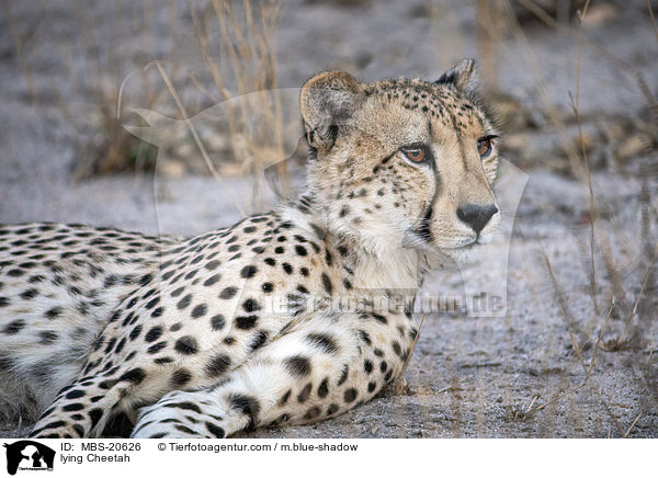 lying Cheetah / MBS-20626