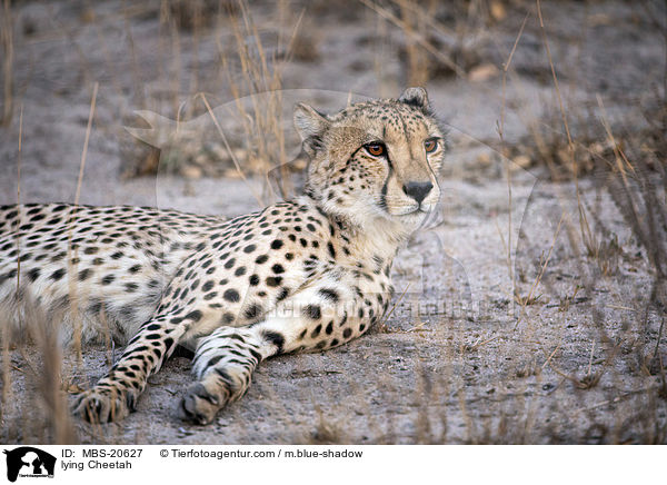 lying Cheetah / MBS-20627