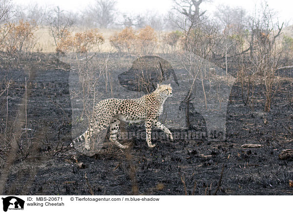 walking Cheetah / MBS-20671