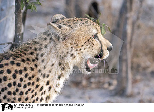 Cheetah portrait / MBS-20672