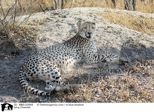 liegender Gepard / lying Cheetah / MBS-20688