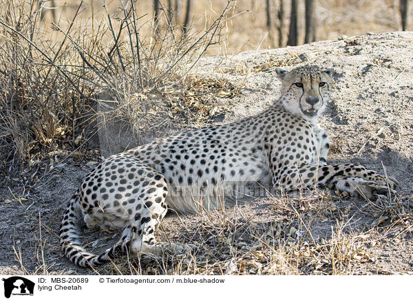 lying Cheetah / MBS-20689