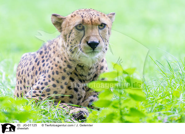 cheetah / JG-01125