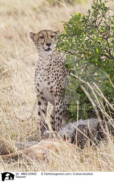 Gepard / MBS-25683