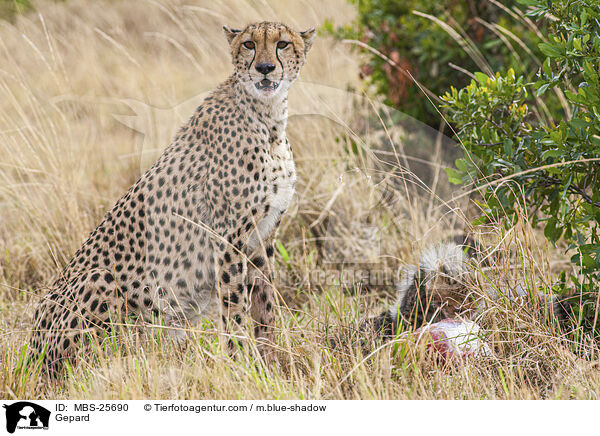 Gepard / MBS-25690