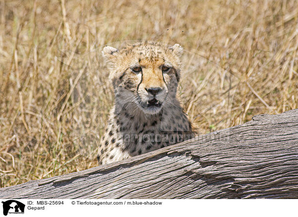 Gepard / Gepard / MBS-25694