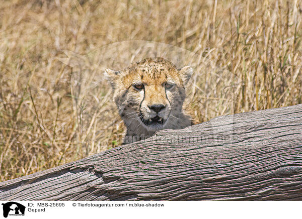 Gepard / MBS-25695