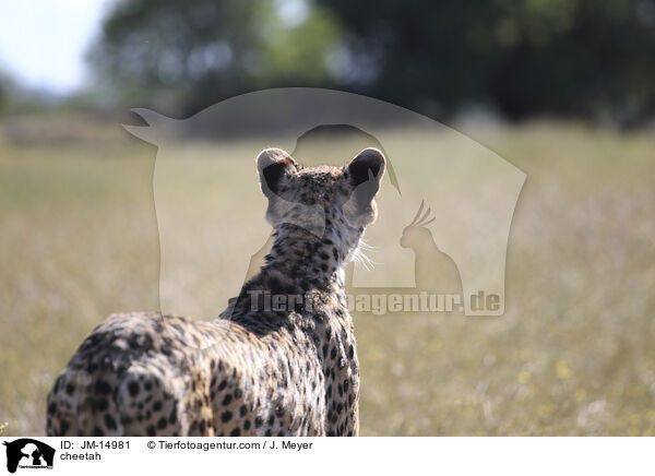 cheetah / JM-14981