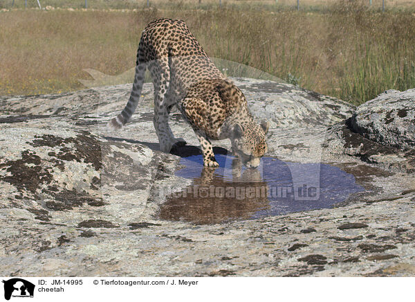 cheetah / JM-14995