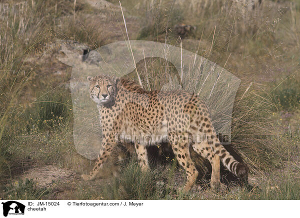 cheetah / JM-15024
