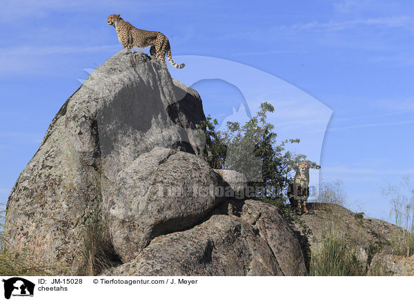 cheetahs / JM-15028