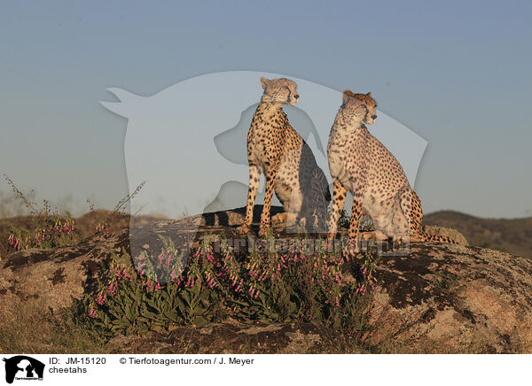 cheetahs / JM-15120