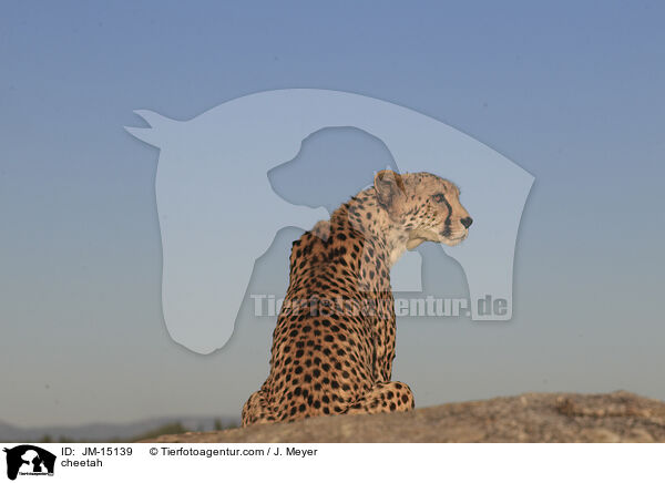 cheetah / JM-15139