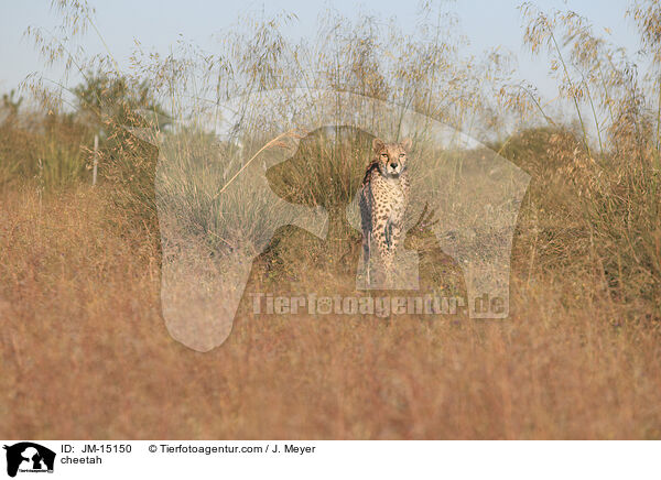 cheetah / JM-15150