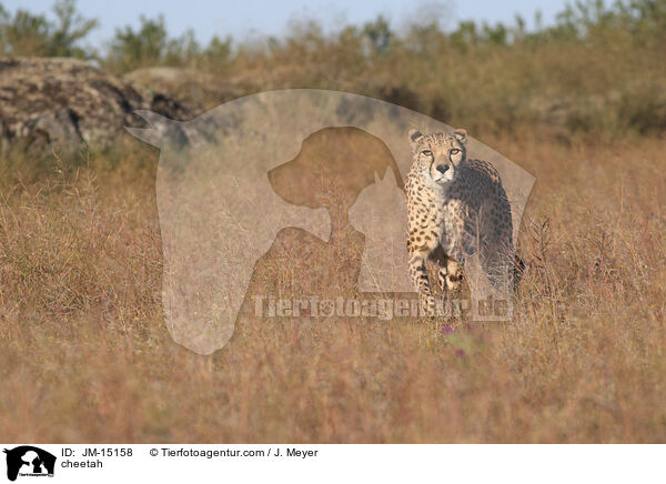 cheetah / JM-15158