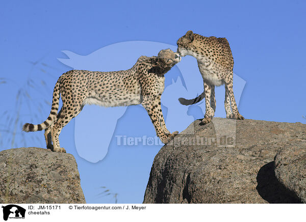 cheetahs / JM-15171