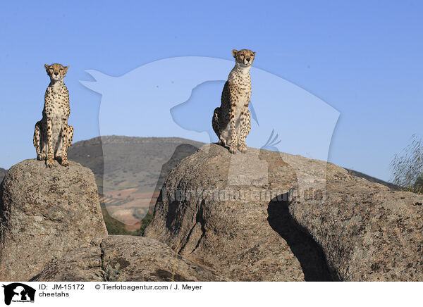 cheetahs / JM-15172