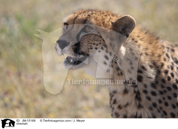 cheetah / JM-15188