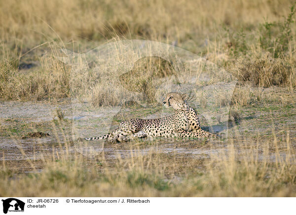 Gepard / cheetah / JR-06726