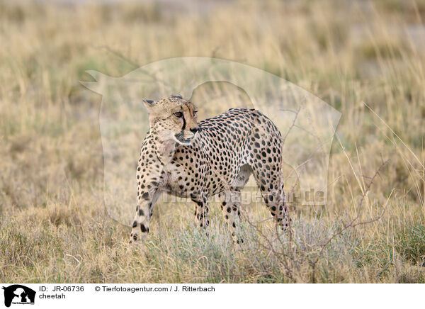 Gepard / cheetah / JR-06736