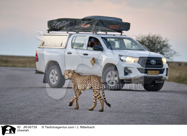Gepard / cheetah / JR-06739