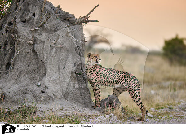 cheetah / JR-06741