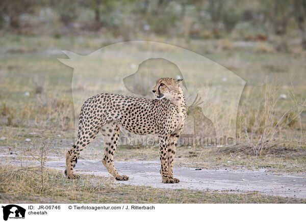 Gepard / cheetah / JR-06746
