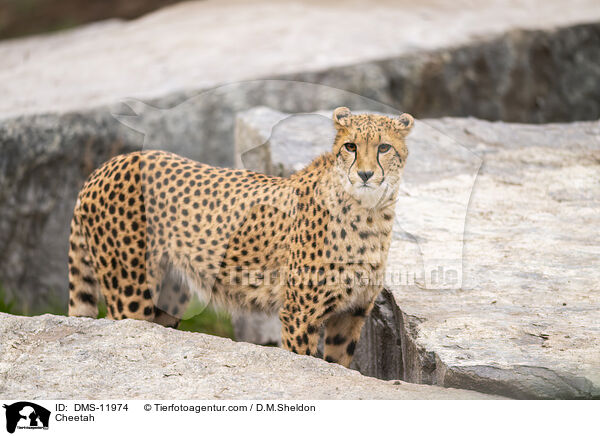 Gepard / Cheetah / DMS-11974