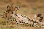 cheetah