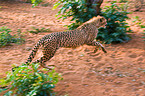 running cheetah