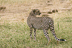 cheetah